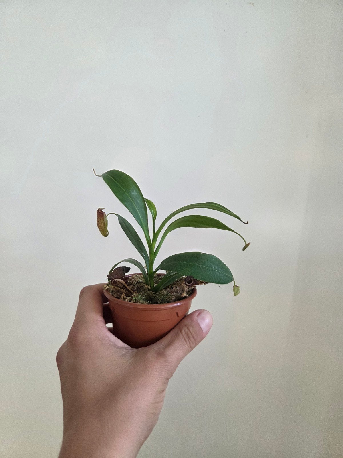 Nepenthes pseudoklossii x aristolochioides, Ophalen, Halfschaduw, Minder dan 100 cm
