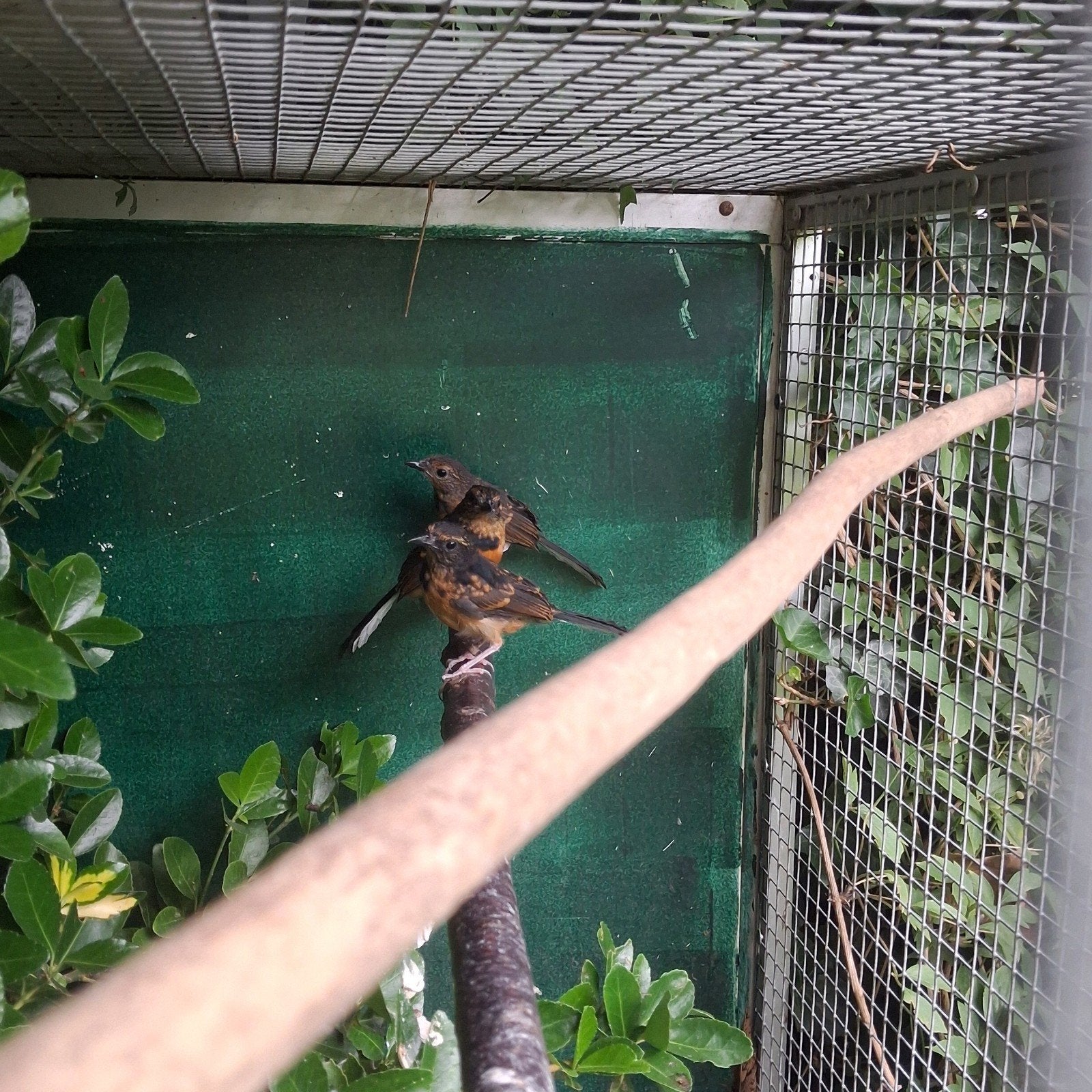 Schamalijsters 2026, Meerdere dieren, Tropenvogel, Geringd