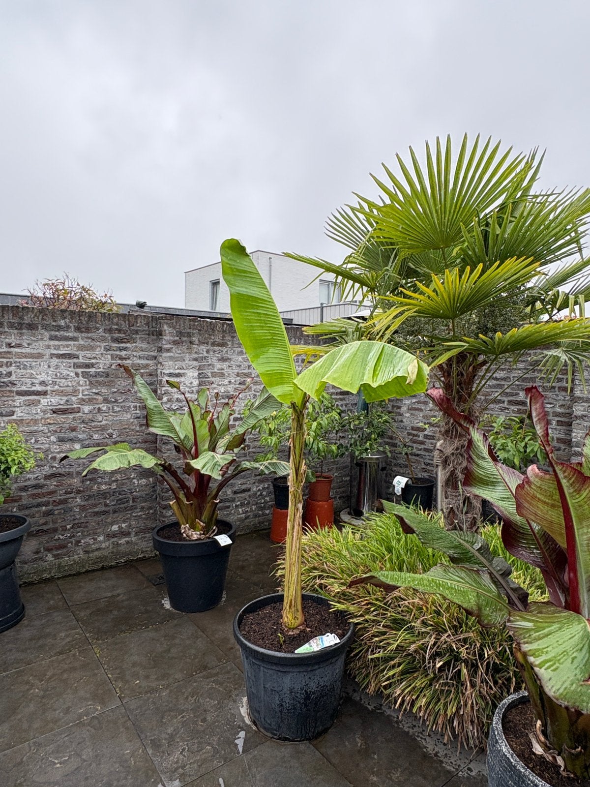 Super mooie grote musa basjoo tuinbananen boom in pot!!, Ophalen, Overige soorten, In pot, Halfschaduw
