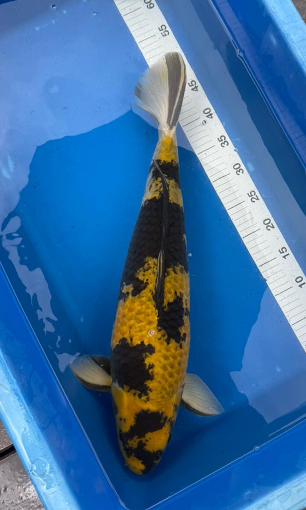 Ki utsuri, Karper of Koi