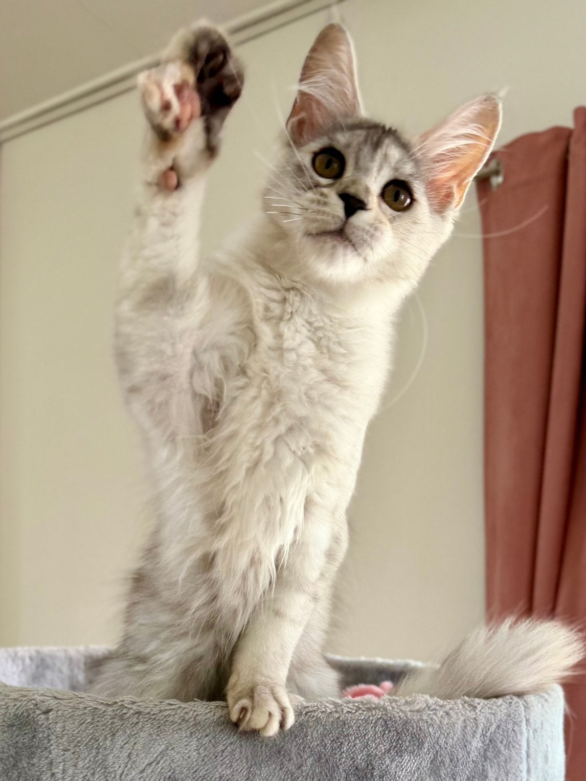 Maine Coon kitten Shaded lijn Stamboom getest, Poes, Met stamboom, 0 tot 2 jaar