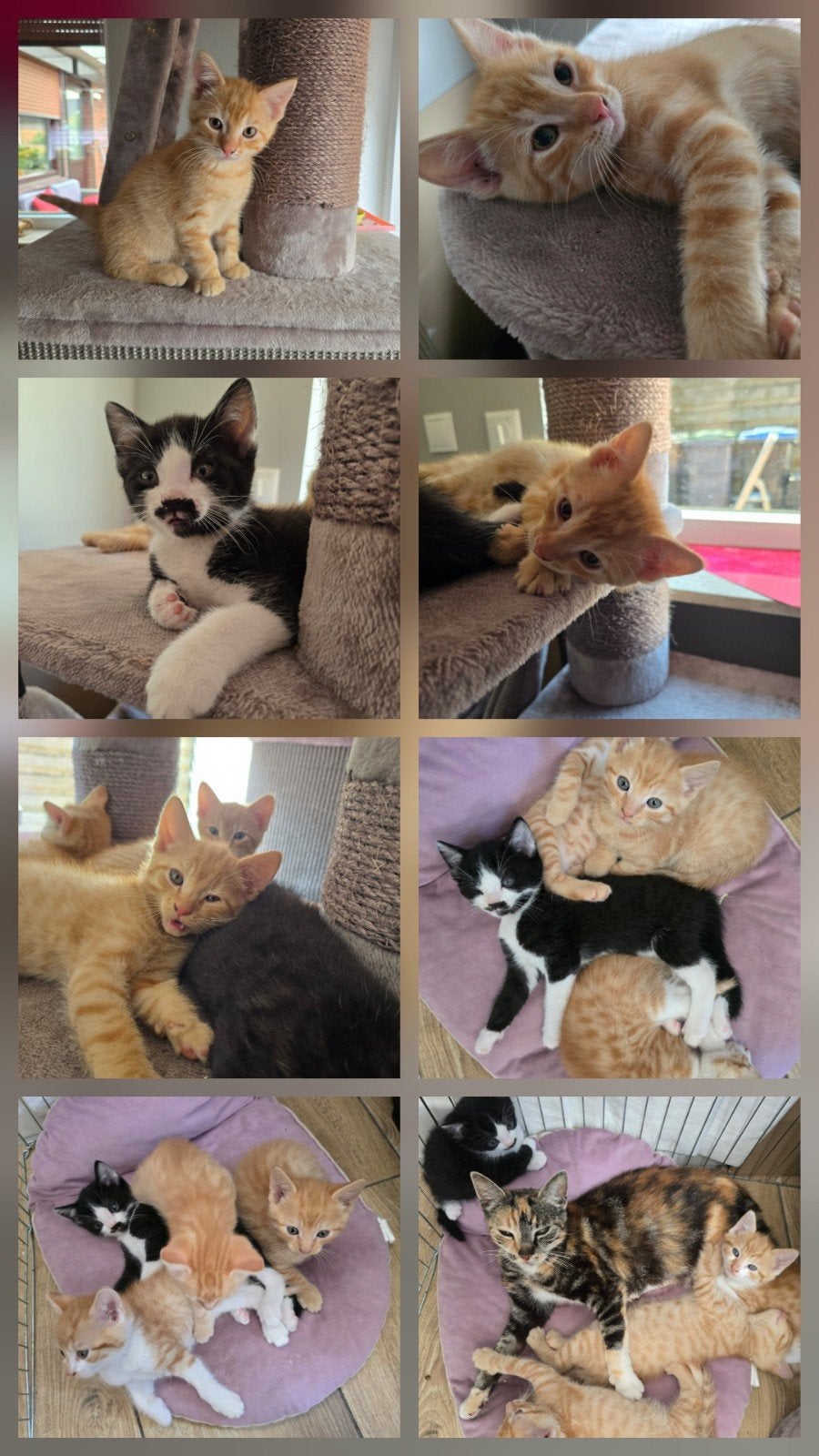 kittens, Dieren en Toebehoren, Meerdere dieren, Kortharig, 0 tot 2 jaar