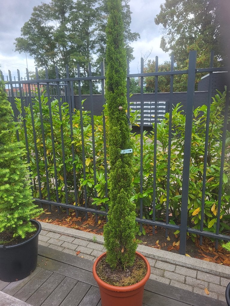 cupressus sempervirens "totem 195 cm, Bloeit niet, Ophalen of Verzenden, 100 tot 250 cm, Zuilboom