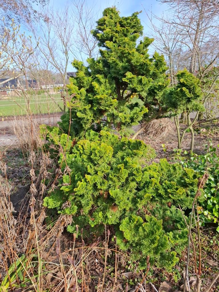 Groene boom voor tuin of landschap, Tuin en Terras, Volle zon, Bloeit niet, 250 tot 400 cm, Overige soorten