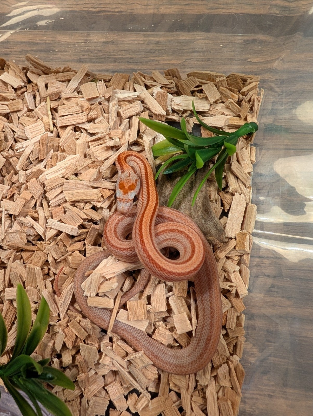 Super mooie korenslangen (genen bommetjes) Corn Snake photo 14