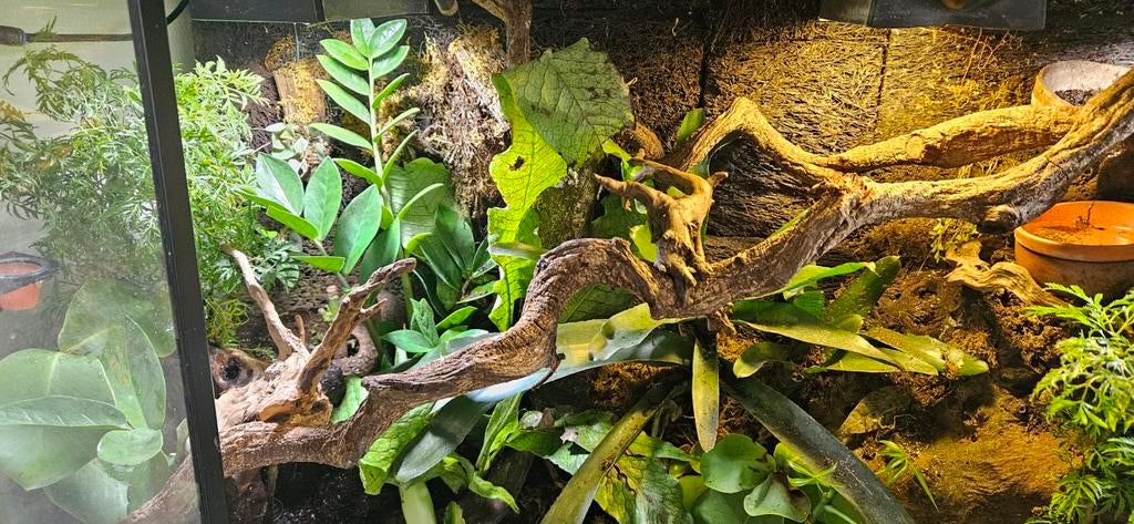 Kweekgroep gargoyle gekko /man/vrouwen/ compleet terrarium, Hagedis, Met terrarium, 0 tot 2 jaar