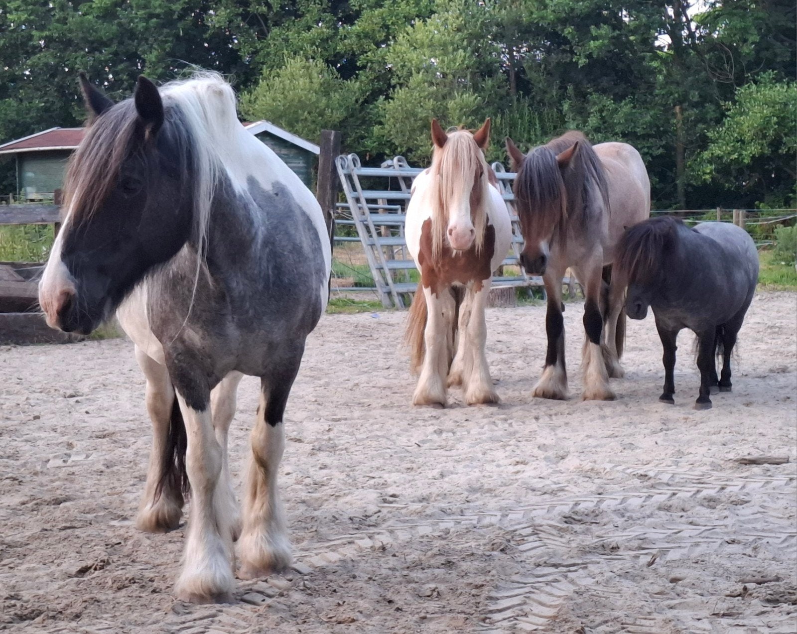 verzorgpaarden aangeboden/ verzorgers gezocht, Ophalen of Verzenden