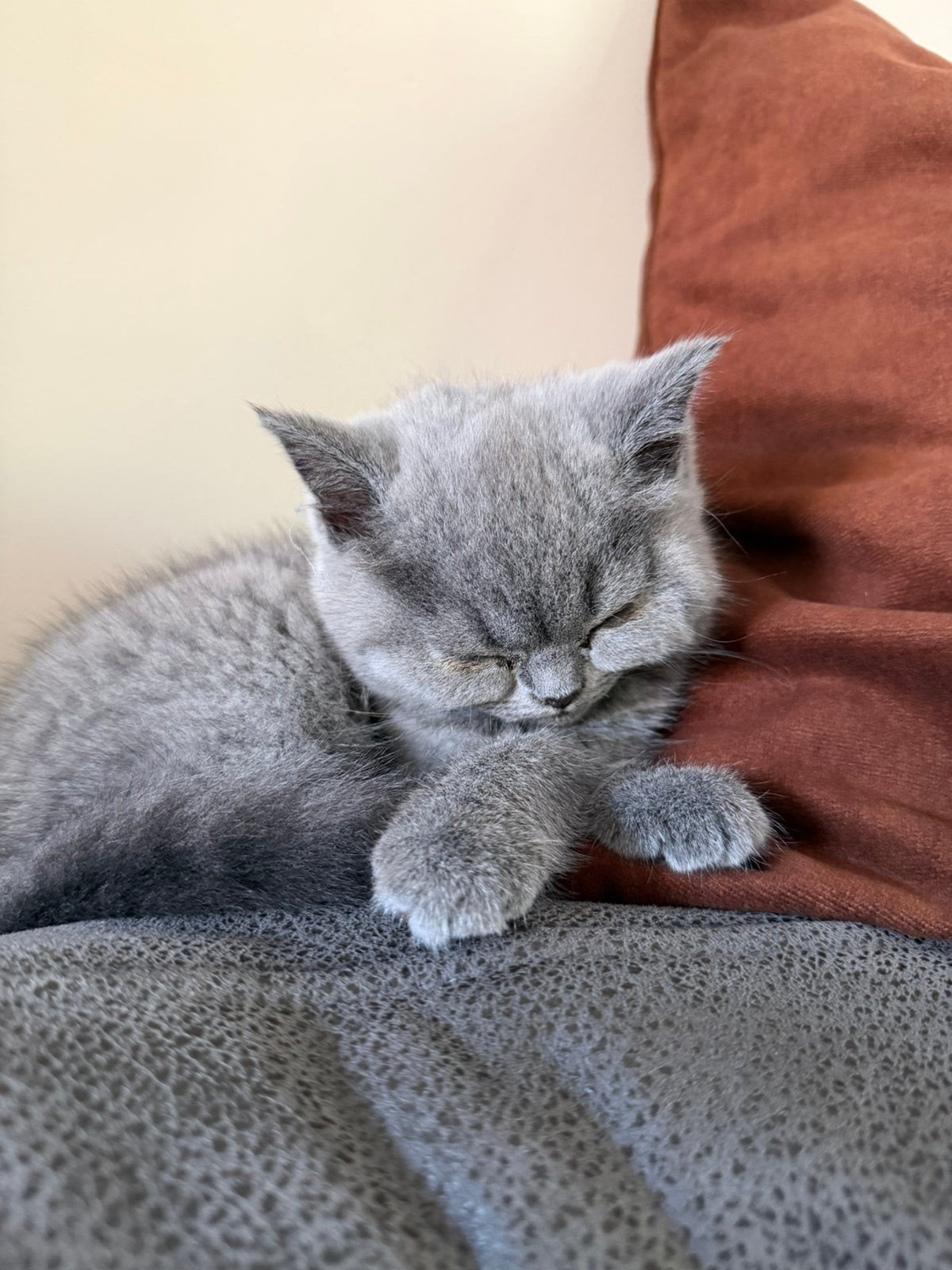 Kittens te koop, Britse Korthaar., Meerdere dieren, Gechipt