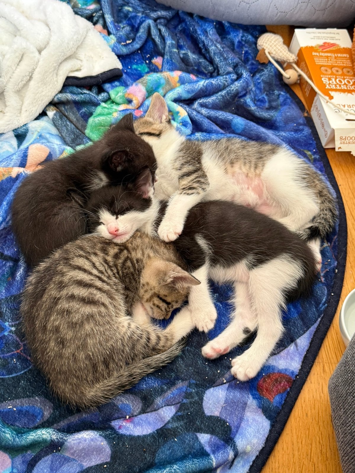 Lieve kittens zoeken een liefdevol en blijvend thuis, Kater, Kortharig, 6 jaar of ouder