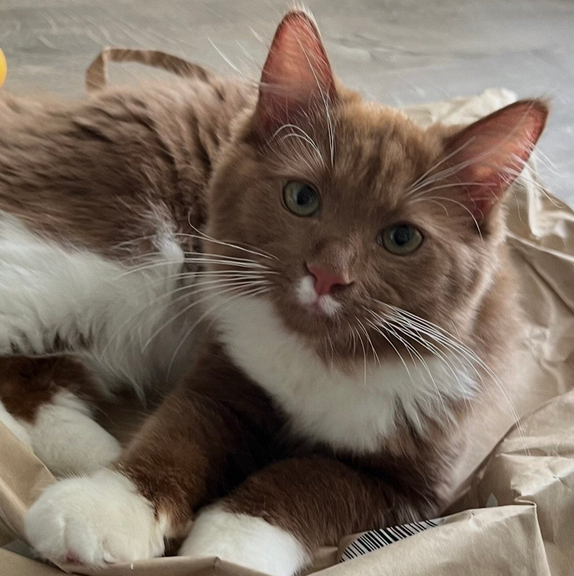 Gastgezin gezocht door cattery v Ragdoll poes, Poes, Met stamboom, 0 tot 2 jaar