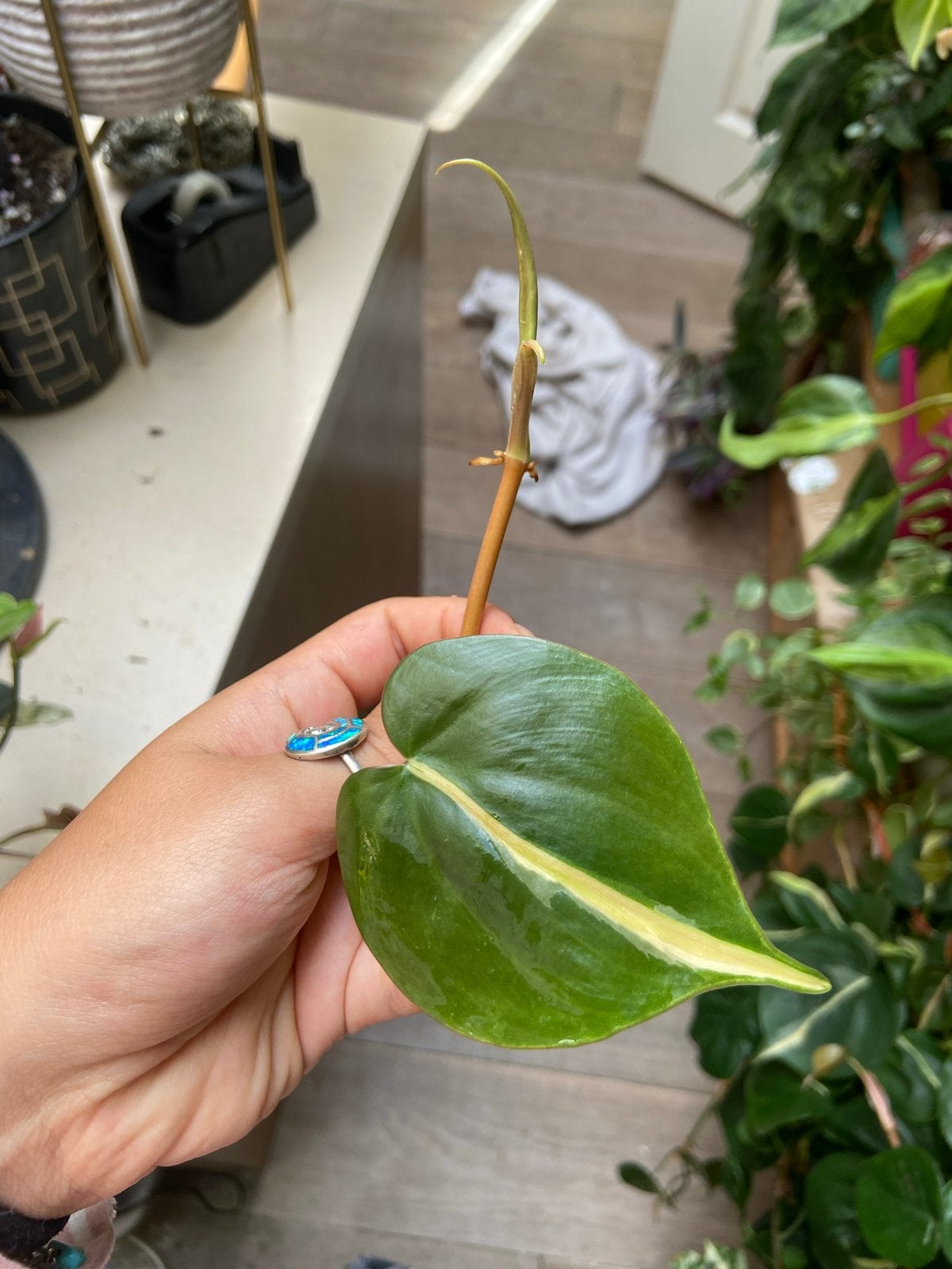 Philodendron Silver Stripe Kopstek - Meerdere beschikbaar, Overige soorten, Vaste plant, Ophalen of Verzenden, Bloeit niet