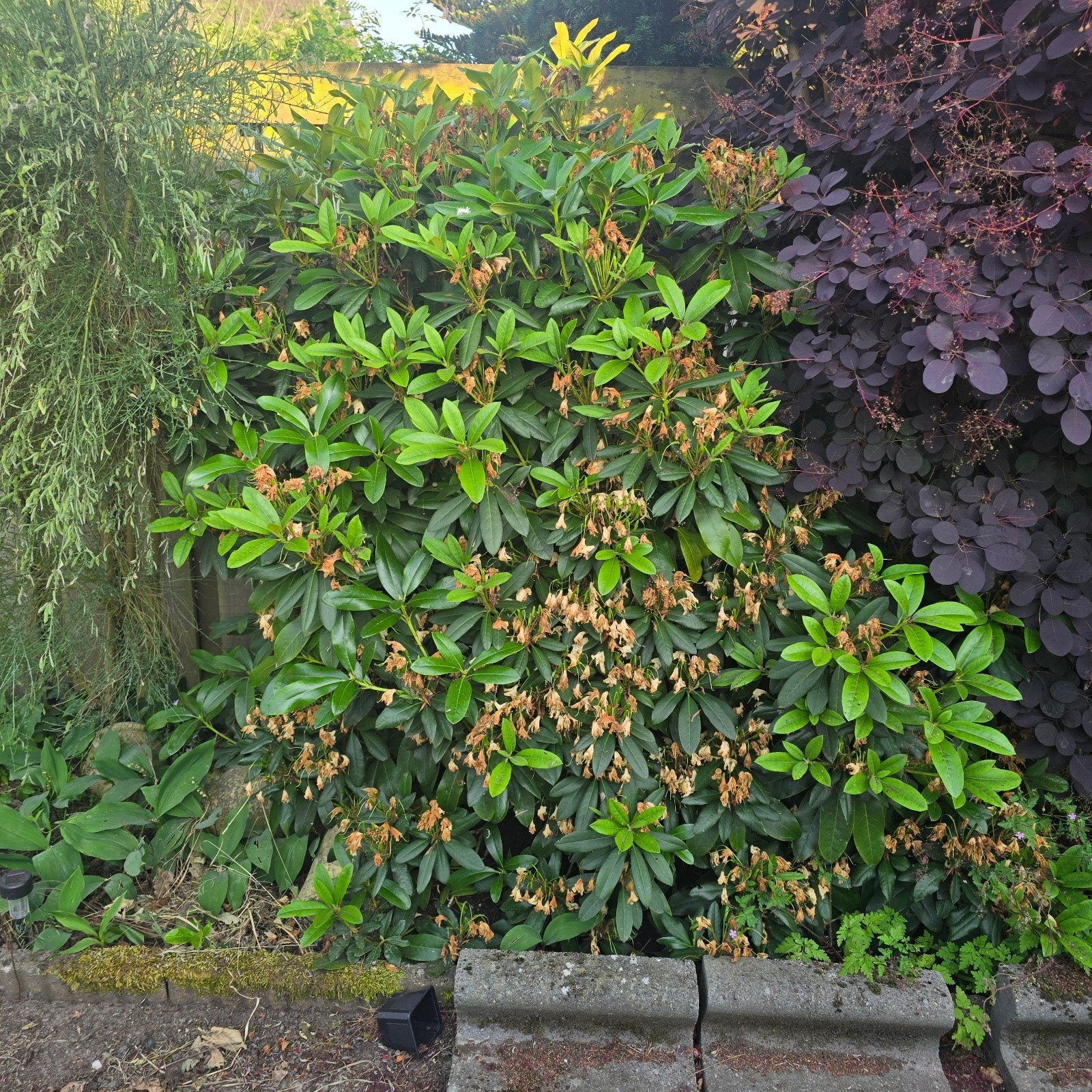 diverse planten en struiken, Tuin en Terras, Planten | Tuinplanten, Vaste plant, Halfschaduw, Lente, Ophalen