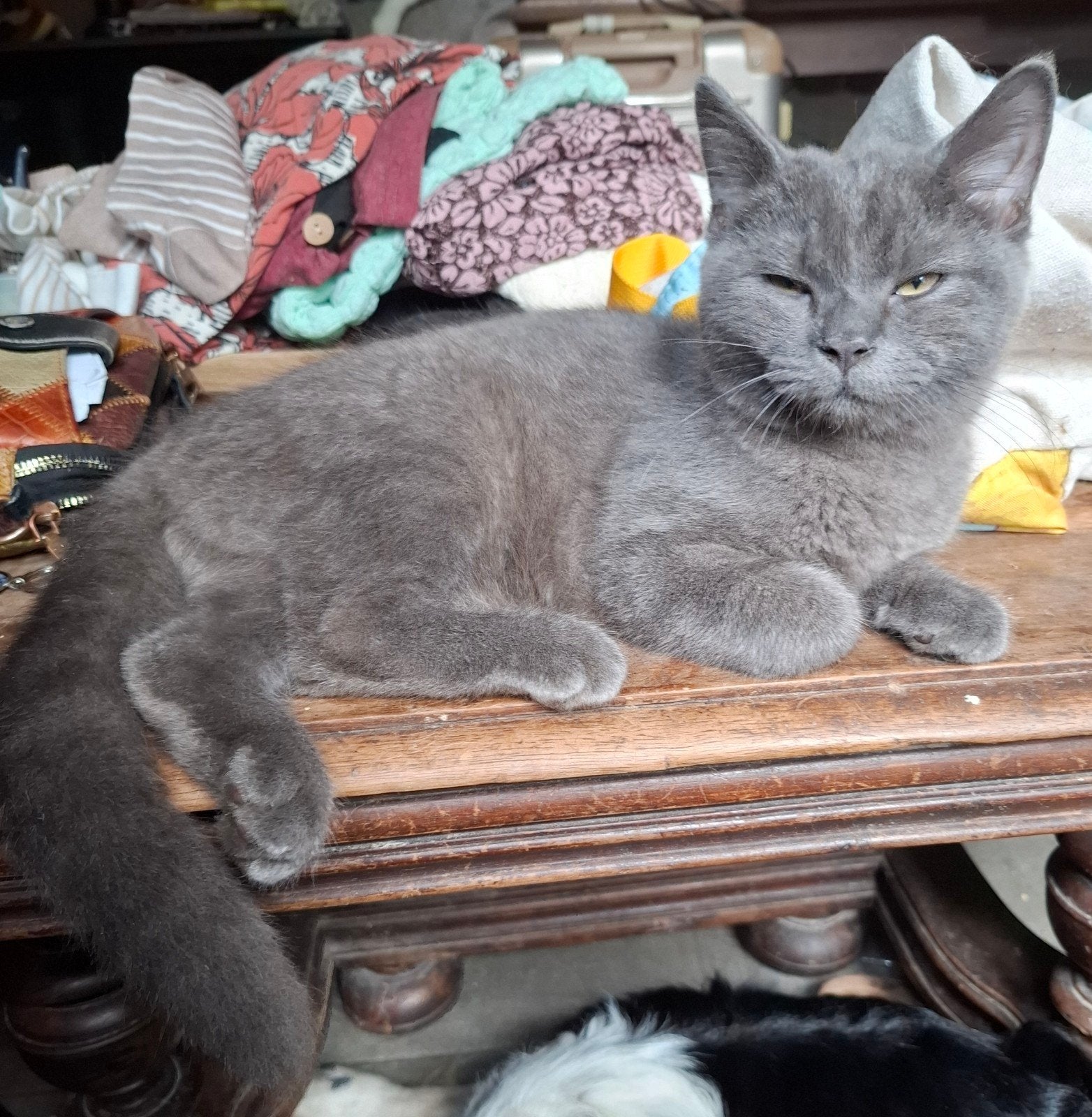 kruizing brits korthaar X ragdoll, Meerdere dieren, Gechipt, 0 tot 2 jaar