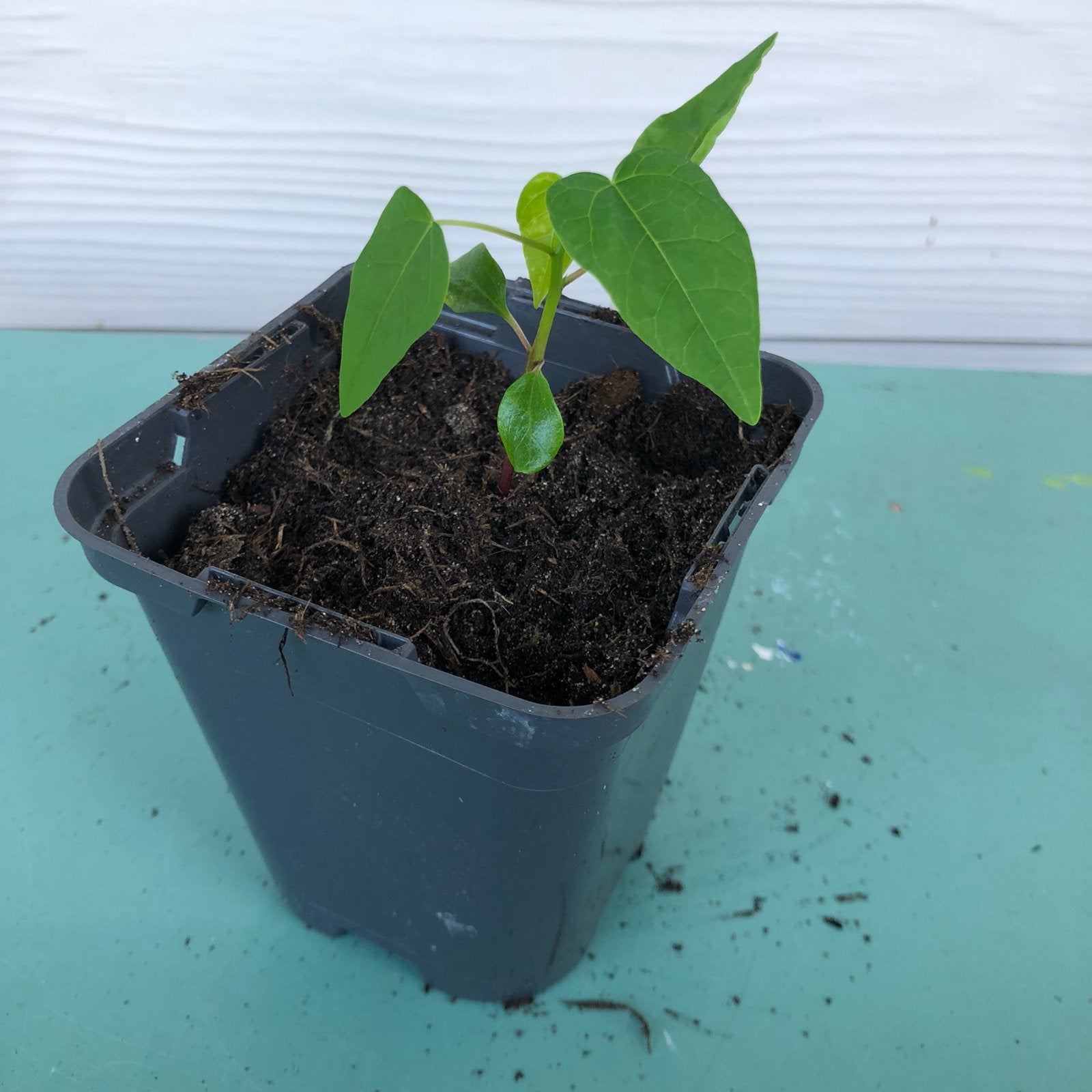 Papaya plantje, Ophalen, Volle zon