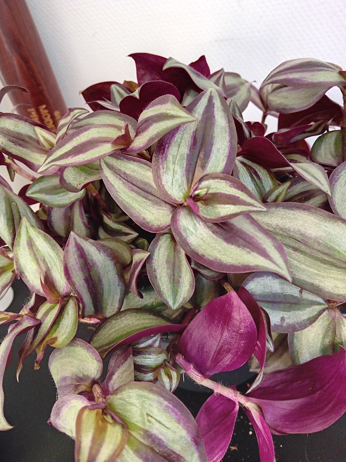 Tradescantia hangplant stekjes - meerdere beschikbaar, Huis en Inrichting, Kamerplanten, Ophalen, Halfschaduw