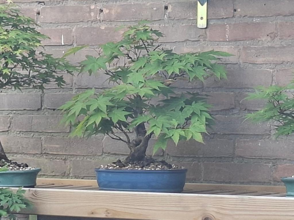 Acer Palmatum Bonsai, Tuin en Terras, Bloeit niet, Halfschaduw, Overige soorten, Minder dan 100 cm