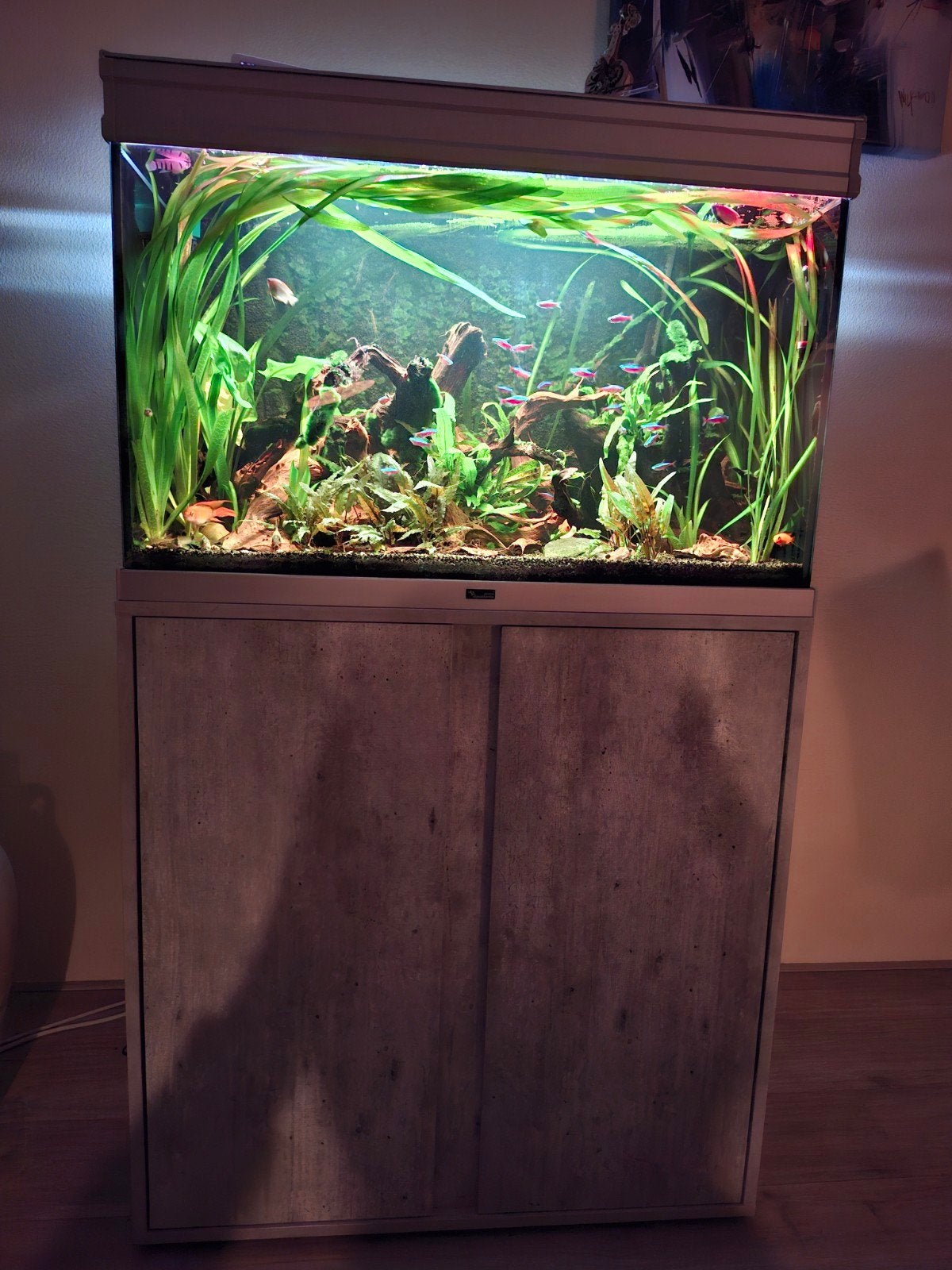 Aquatlantis aquarium, Dieren en Toebehoren, Ophalen, Gebruikt, Aquatlantis, Gevuld zoetwateraquarium