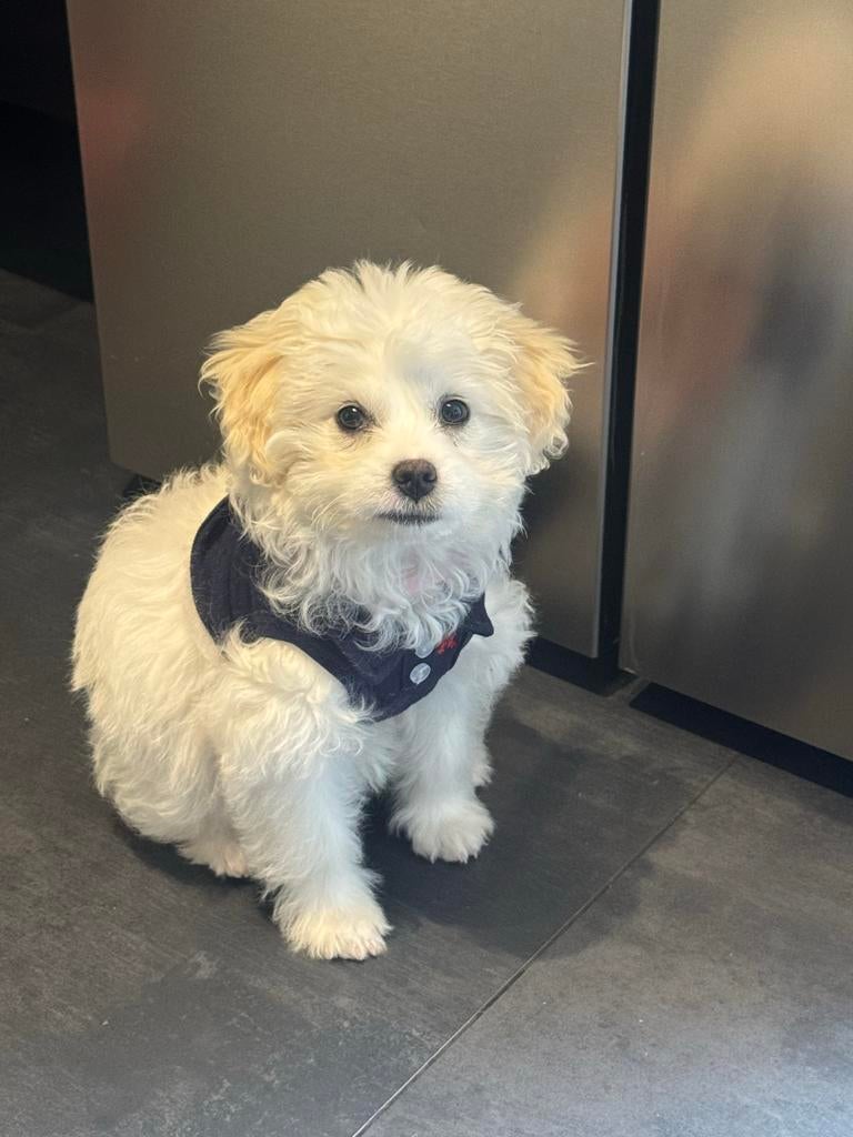 Poedel X boomer pups, Dieren en Toebehoren, Honden | Chihuahua's en Gezelschapshonden, Poedel, 15 weken tot 1 jaar, Teef, Parvo