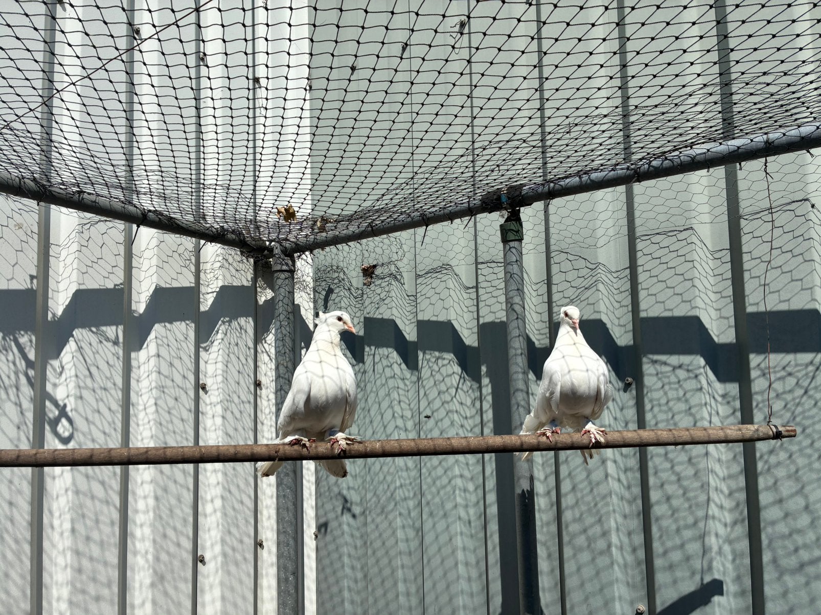 Indiase pauwstaarten, Dieren en Toebehoren, Vogels | Duiven, Meerdere dieren
