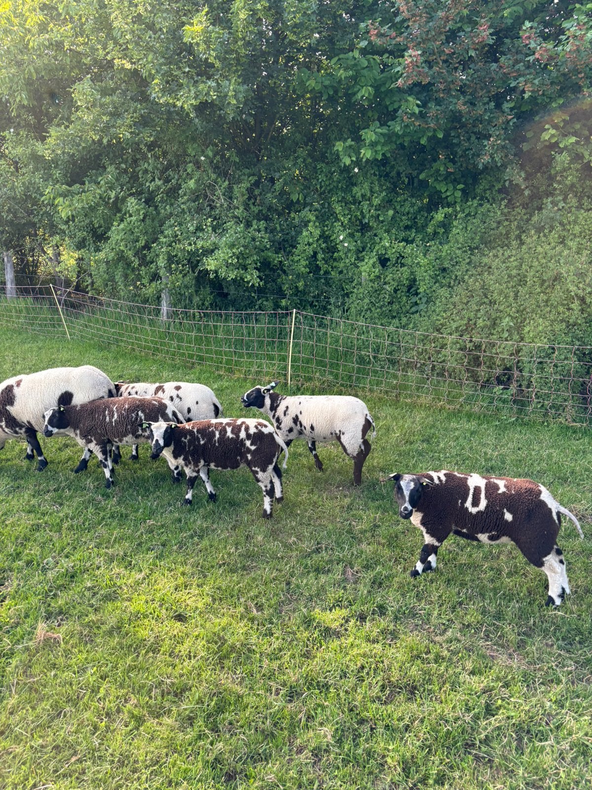 Nederlands bonte ooilammeren, Dieren en Toebehoren, Meerdere dieren, Geit
