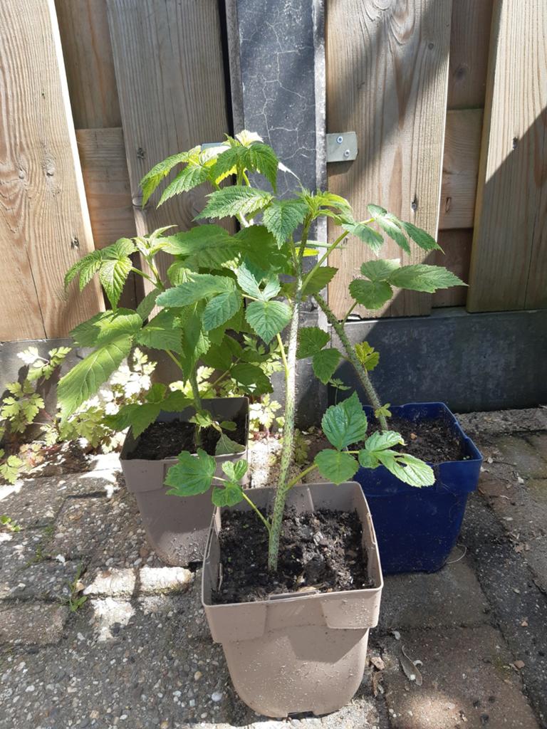 Frambozen 3 stuks, Tuin en Terras, Planten | Tuinplanten, Ophalen, Volle zon, Vaste plant, Fruitplanten