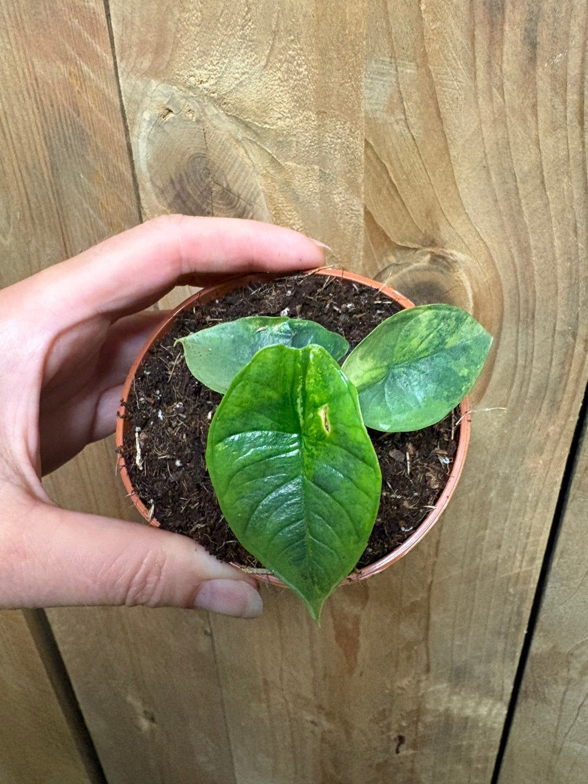 Alocasia platinum variegata plant aurea yellow lemon, Ophalen of Verzenden, Halfschaduw, Minder dan 100 cm