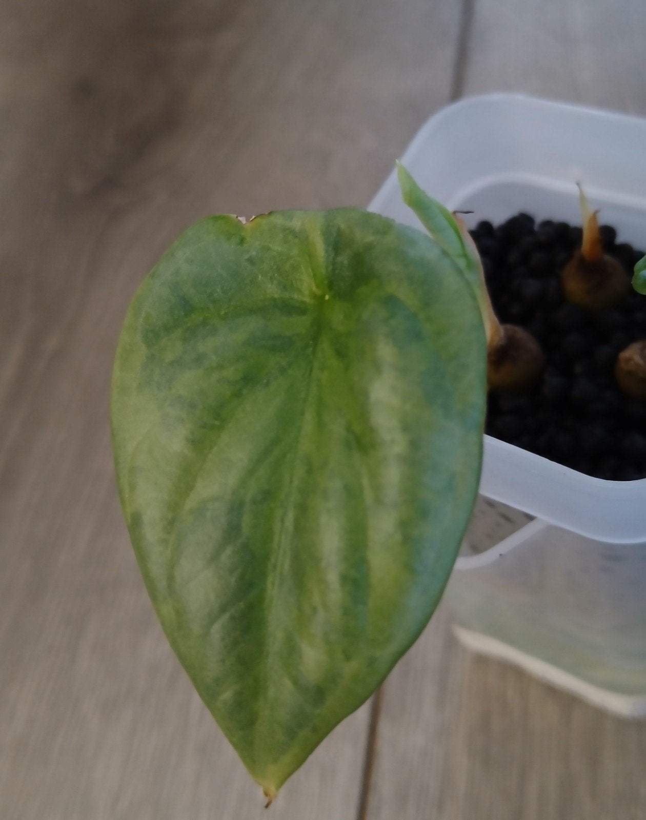 Alocasia Silver Dragon Variegata, Huis en Inrichting, Kamerplanten, Ophalen of Verzenden, Halfschaduw, Minder dan 100 cm