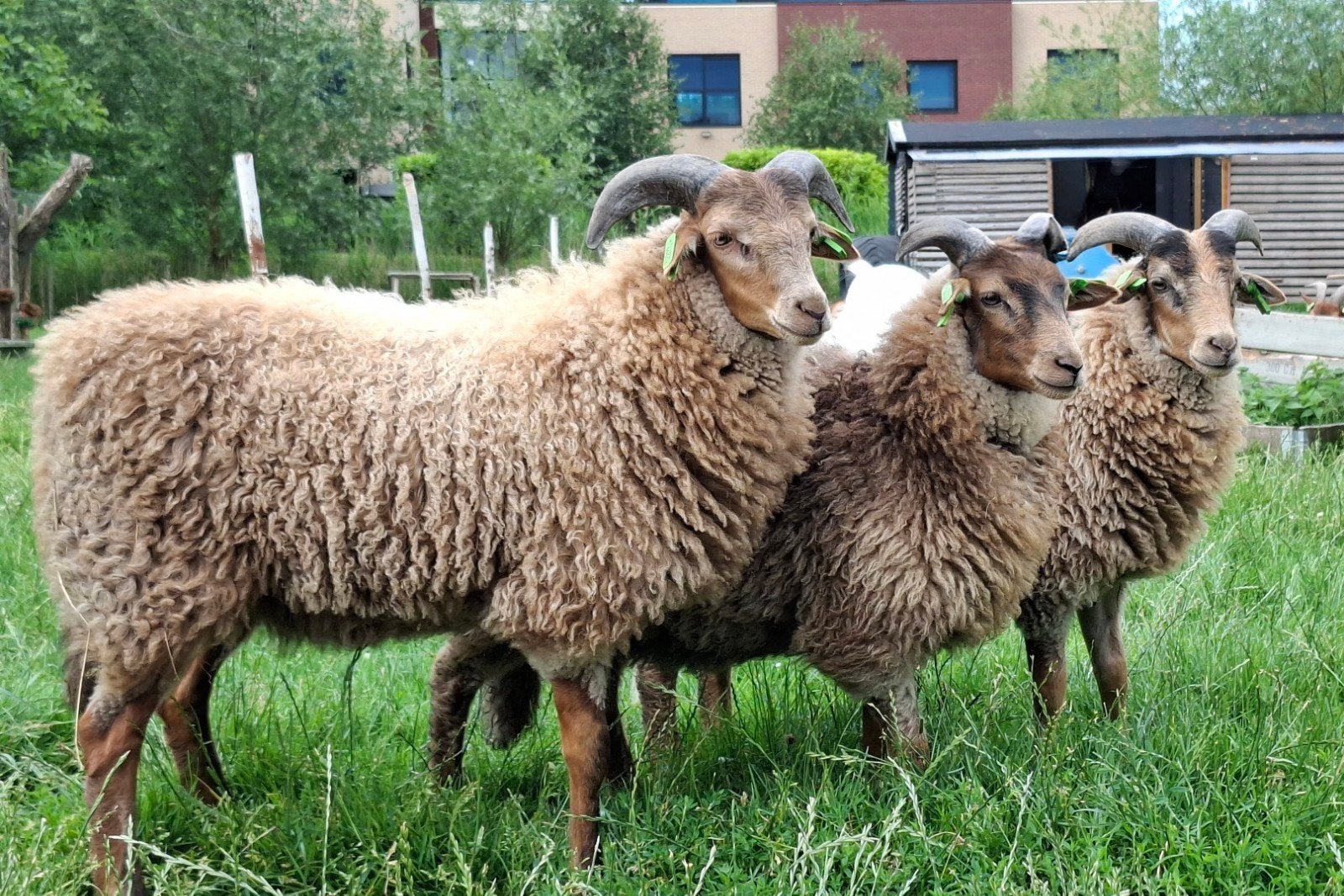 Drentse heidenschaap rammetjes van dit jaar, Dieren en Toebehoren, Schapen, Geiten en Varkens, Mannelijk, Schaap