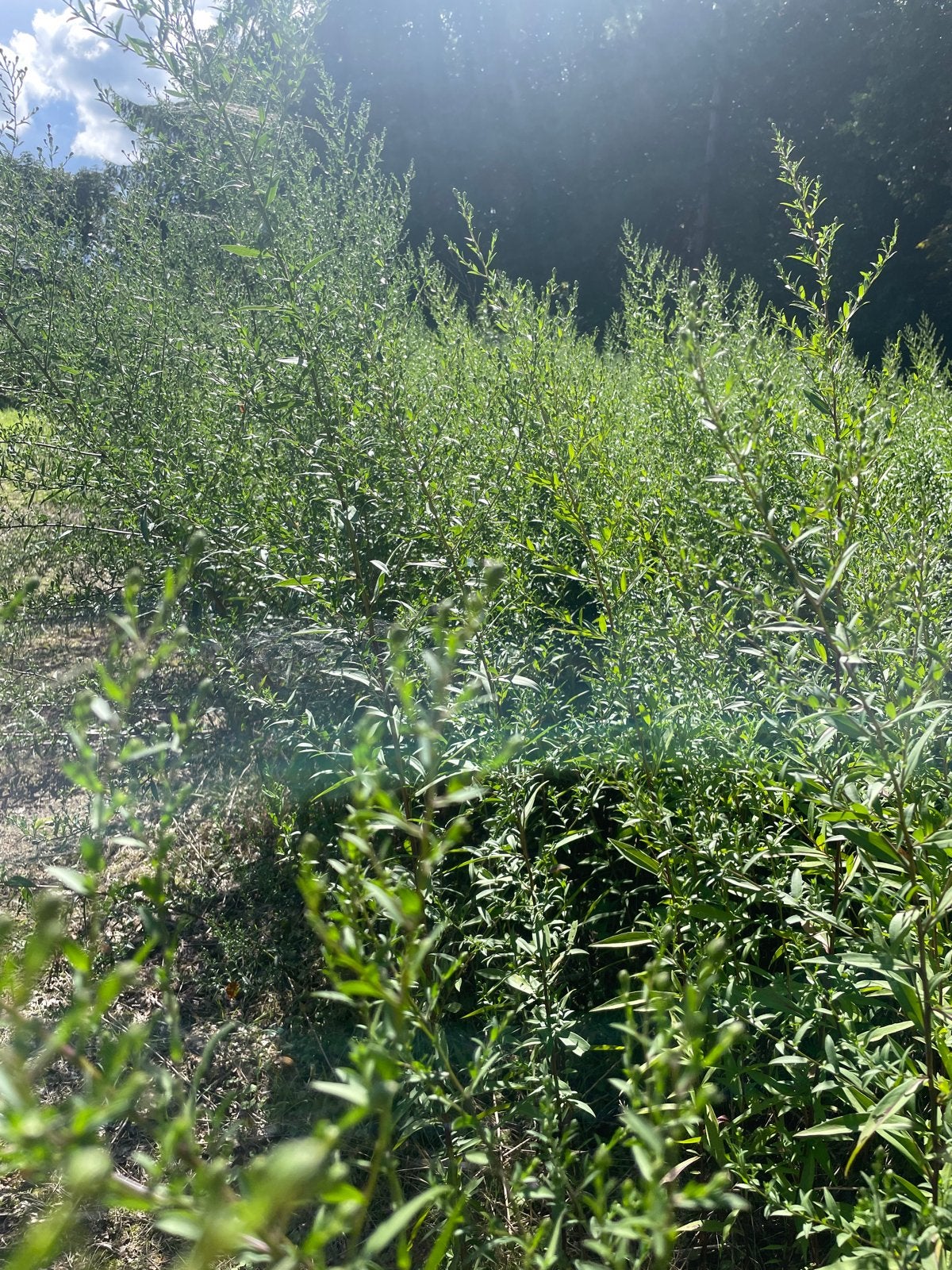 Dikke bossen bloeiende paarse Aster, Overige soorten, Volle zon, Vaste plant, Ophalen of Verzenden