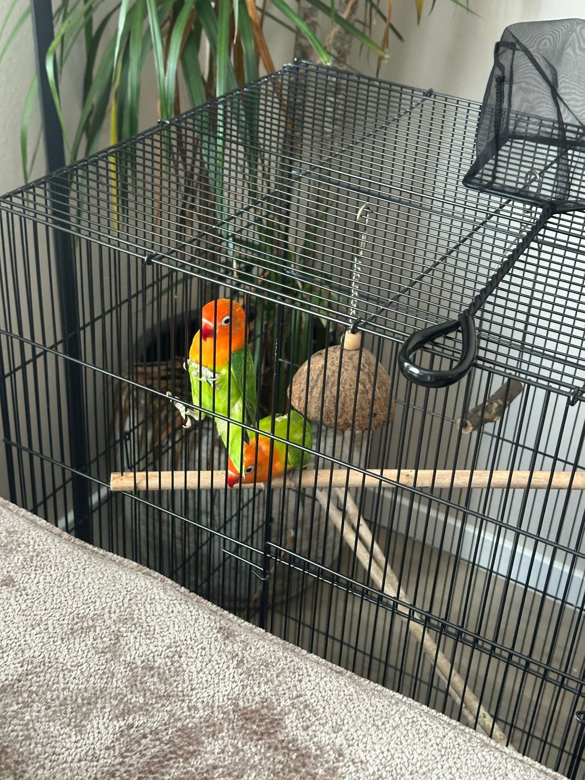 Op is op €100, Dieren en Toebehoren, Mannelijk, Parkiet