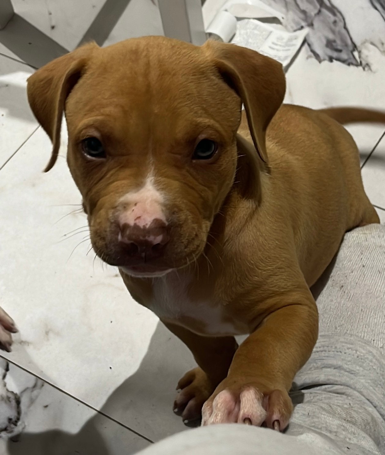 amerikaanse stafford pup, Dieren en Toebehoren, Reu, 8 tot 15 weken, American Staffordshire Terriër, Eén hond