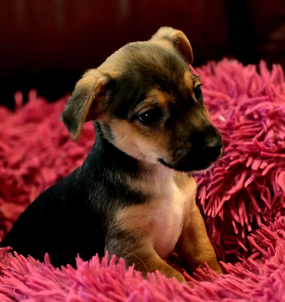 Prachtige Jack Russell pups, Dieren en Toebehoren, Honden | Jack Russells en Terriërs, Parvo, Jack Russell Terriër, 8 tot 15 weken