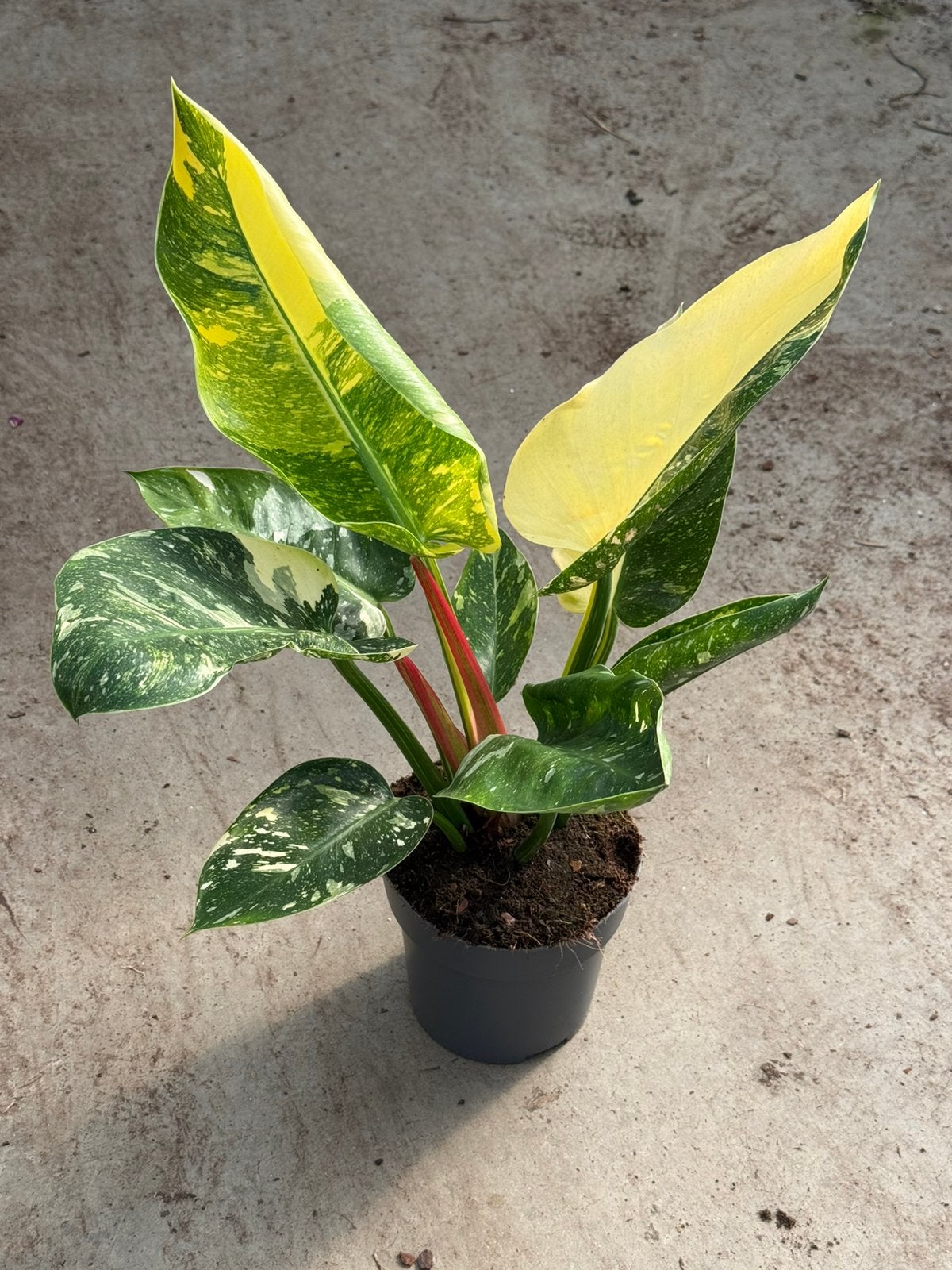 Philodendron Green Congo Marble variegata groot, Ophalen of Verzenden, Halfschaduw, Minder dan 100 cm
