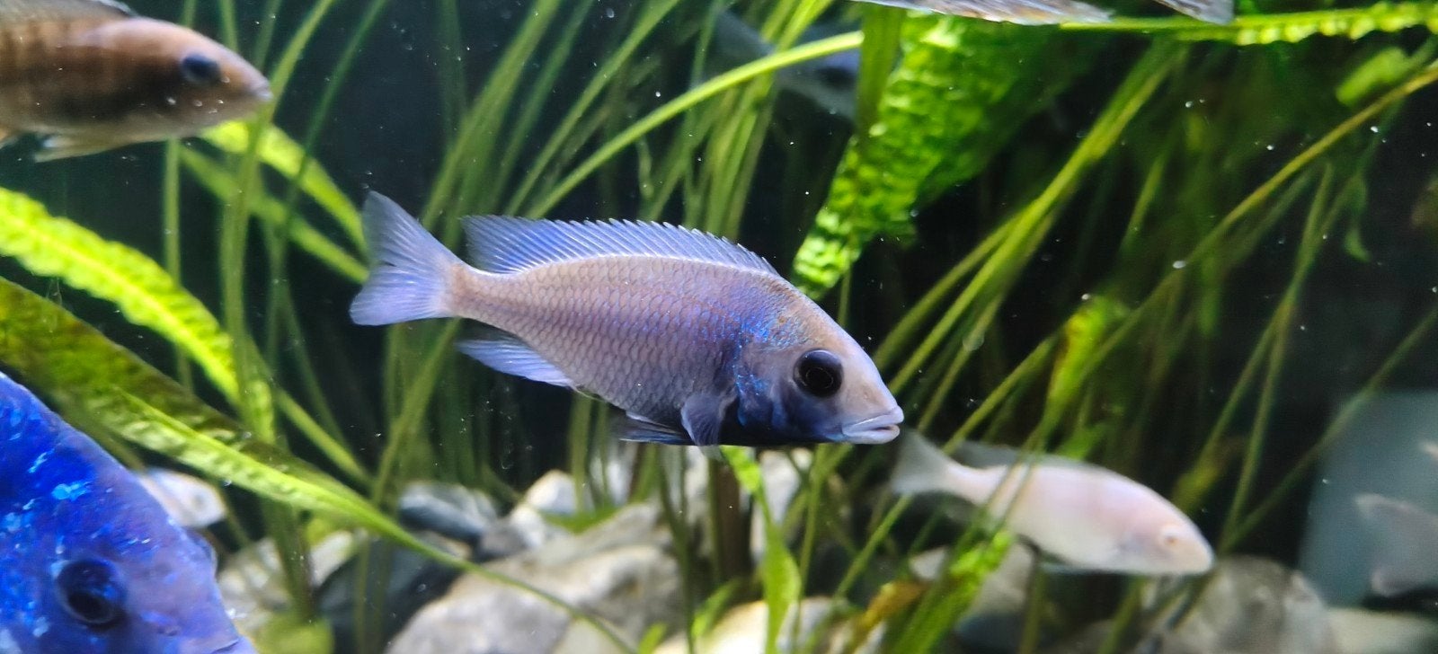 placidochromisch giselli 5-7 cm malawi, Dieren en Toebehoren, Vis, Zoetwatervis