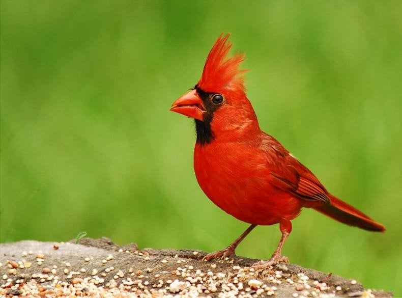 Prachtig bewezen koppel Rode kardinalen beschikbaar, Meerdere dieren, Tropenvogel
