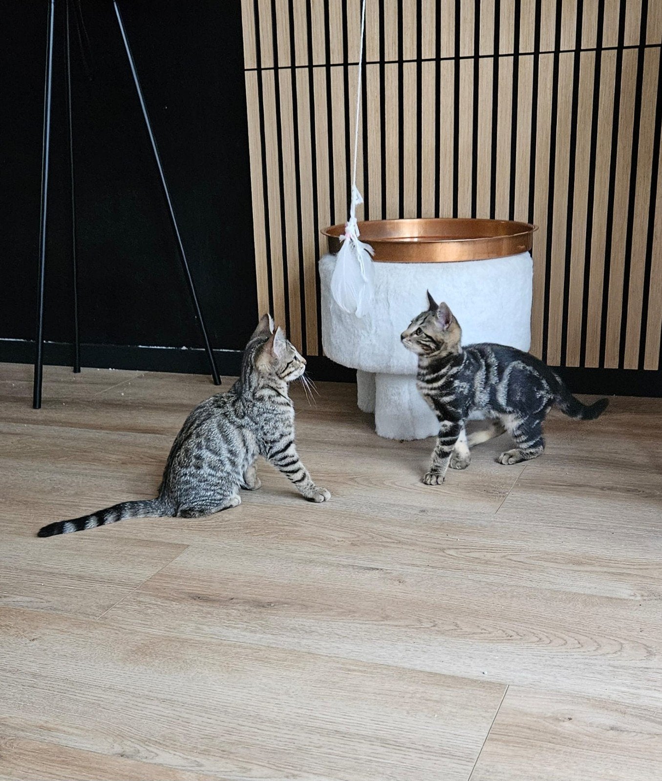 Kittens tekoop Bengaal/ Blauwe rus, Dieren en Toebehoren, Meerdere dieren, Ontwormd, 0 tot 2 jaar