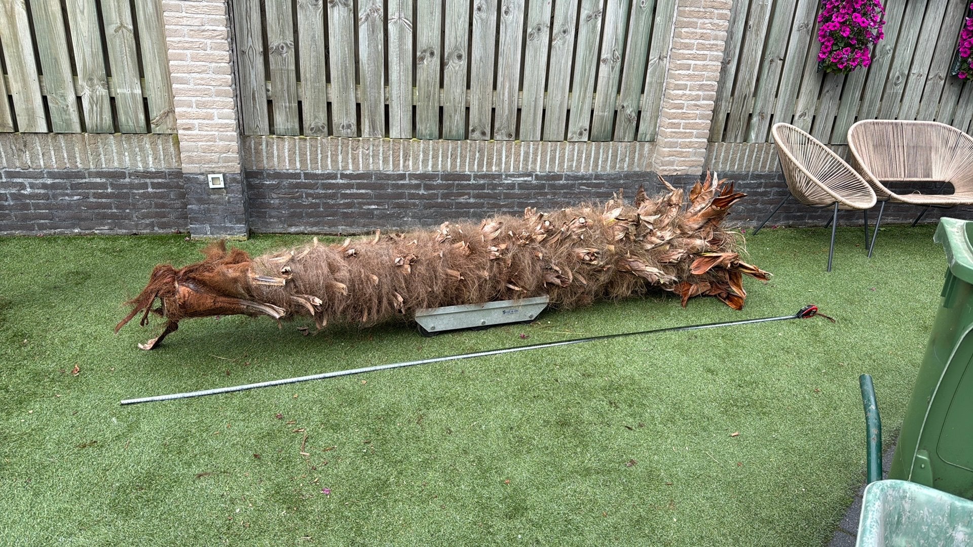 Gratis. Palmboom  stam 310 cm. Uniek voor deco, Tuin en Terras, Planten | Bomen, 100 tot 250 cm, Zomer, Palmboom, Ophalen