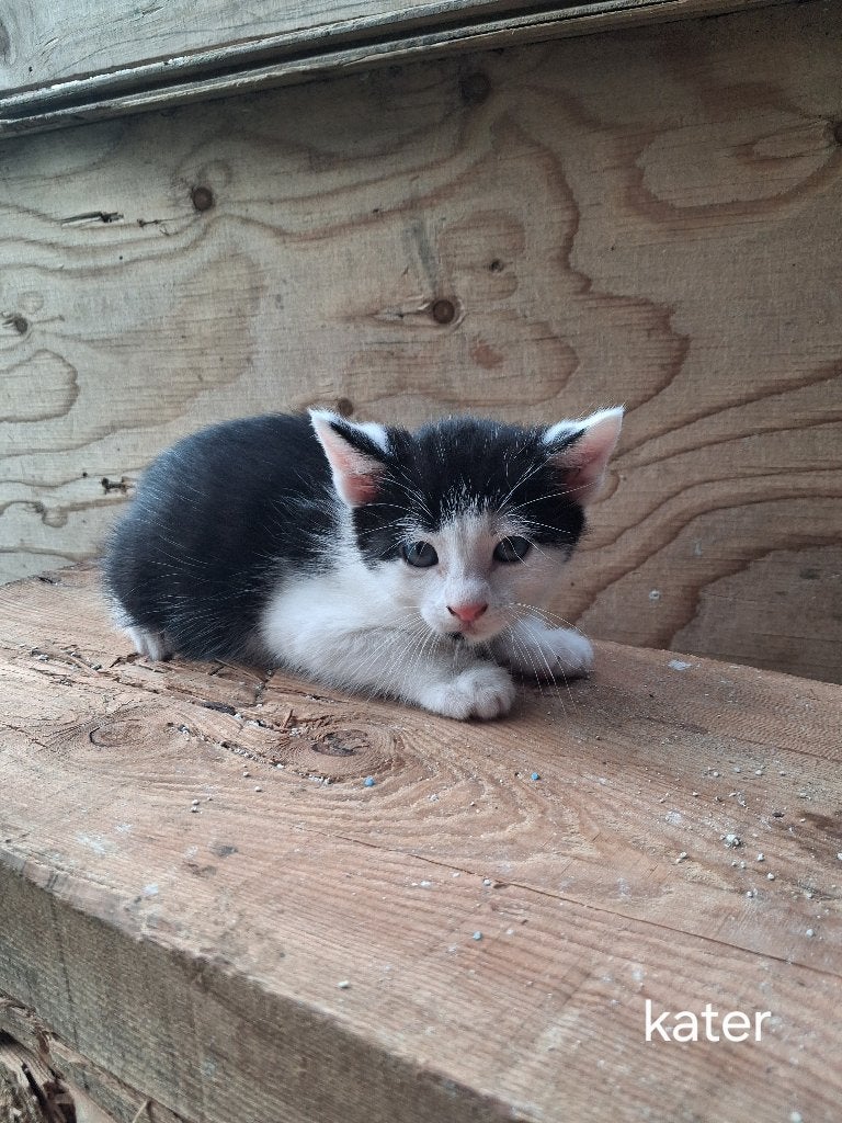 Kittens te koop!, Dieren en Toebehoren, Meerdere dieren, Kortharig, 0 tot 2 jaar