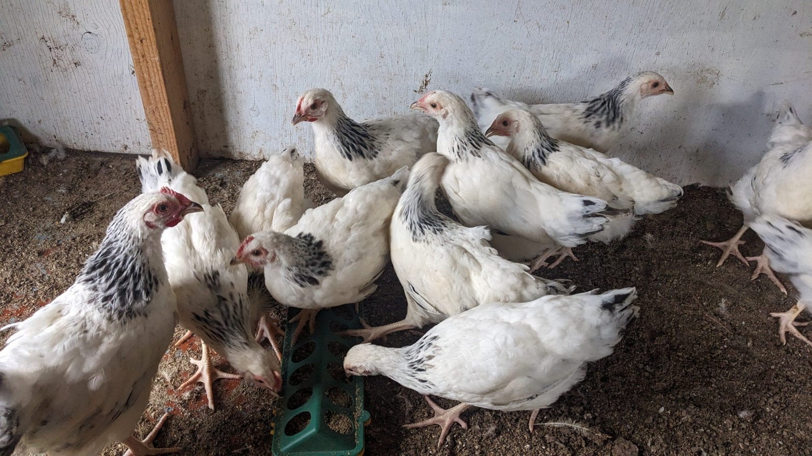 Sussex kippen, Meerdere dieren, Kip