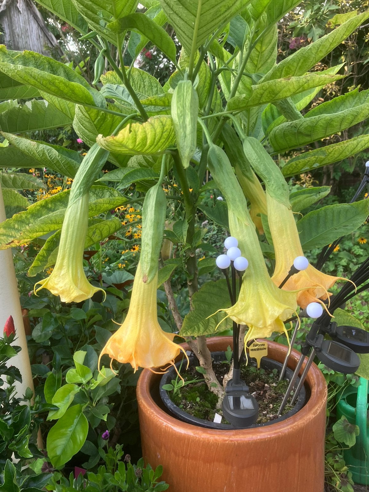 Brugmansia, Tuin en Terras, Ophalen of Verzenden, Overige soorten, Halfschaduw