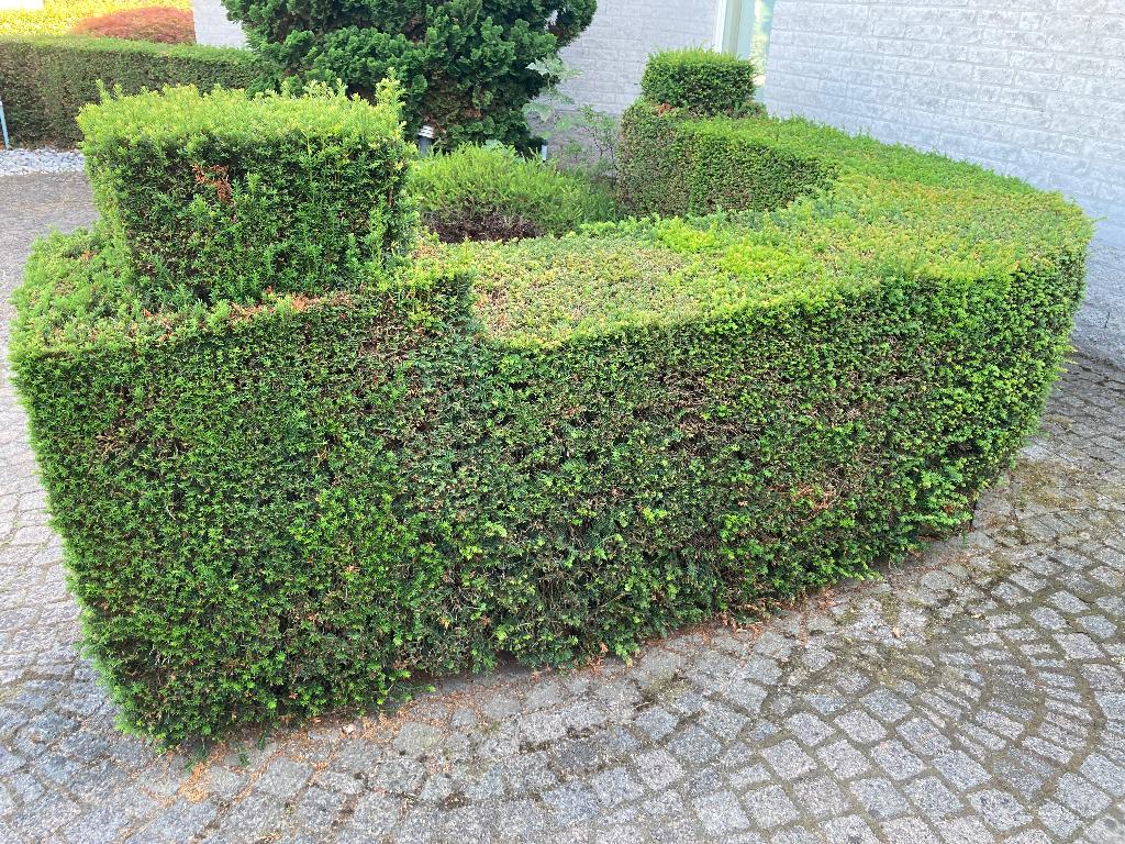 Div. Taxushaag, Tuin en Terras, Ophalen, Overige soorten, Minder dan 100 cm