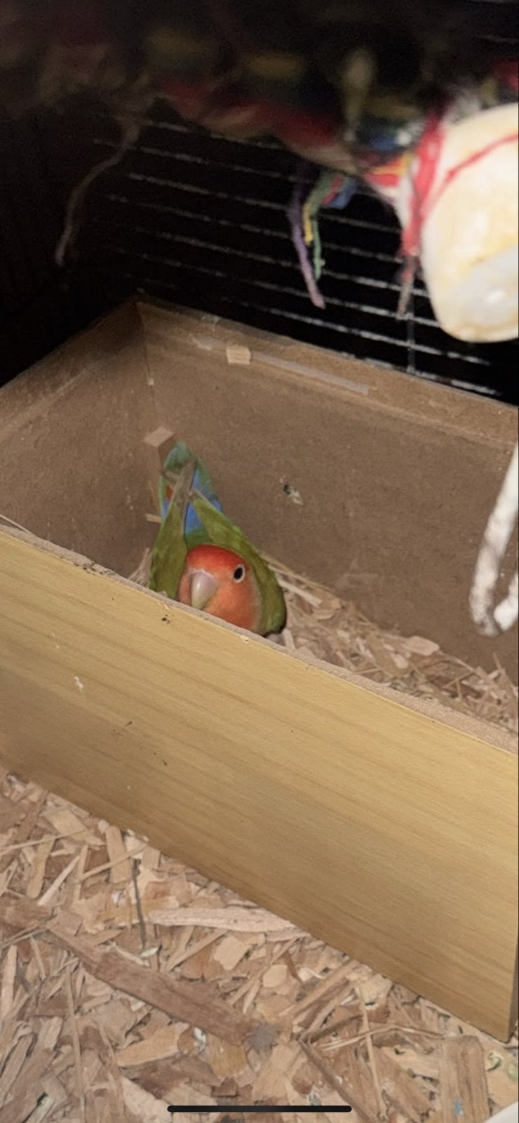 Vermist Groentje!  SOS, Dieren en Toebehoren, Mannelijk