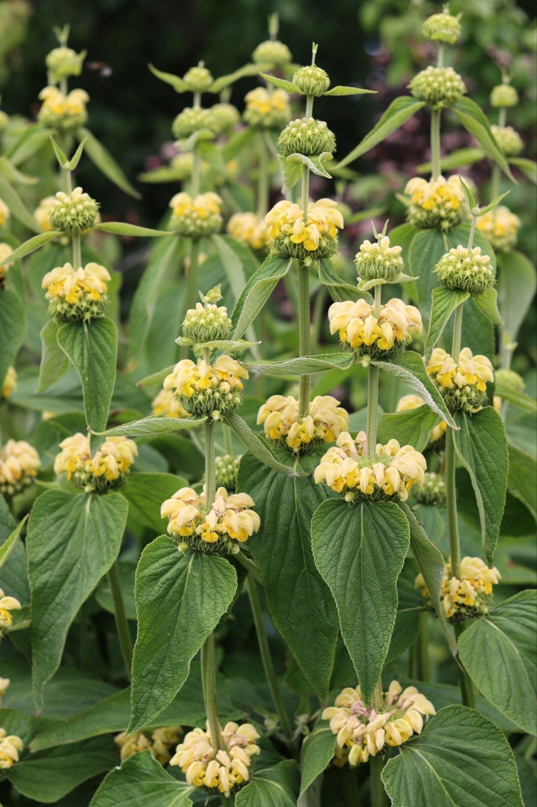 12x Phlomis russeliana, Viltkruid, p9 pot, Vaste plant, Halfschaduw, Zomer, Ophalen