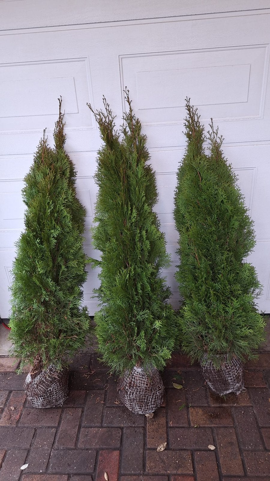 Coniferen thuja smarargd. Thuja brabant, Tuin en Terras, Ophalen of Verzenden, Conifeer, 100 tot 250 cm