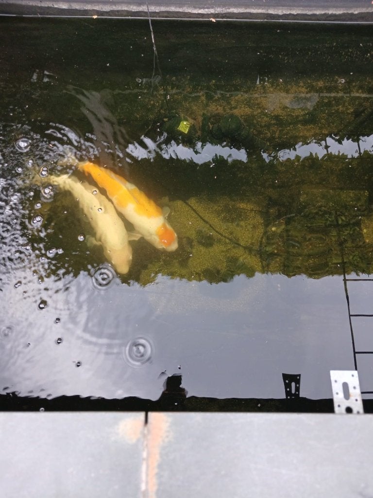 Twee Koi karpers, Dieren en Toebehoren, Karper of Koi