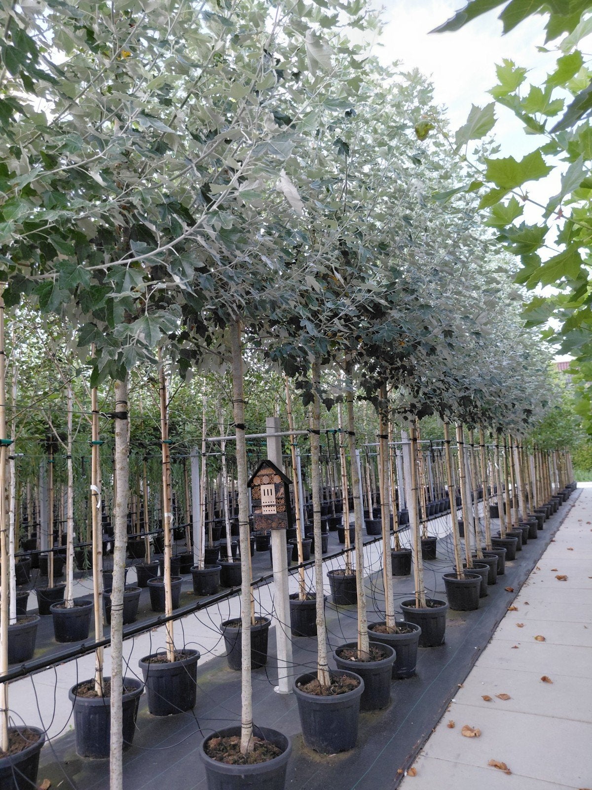 populus alba (witte populier), Tuin en Terras, Planten | Bomen, Overige soorten, Lente, 250 tot 400 cm, Ophalen