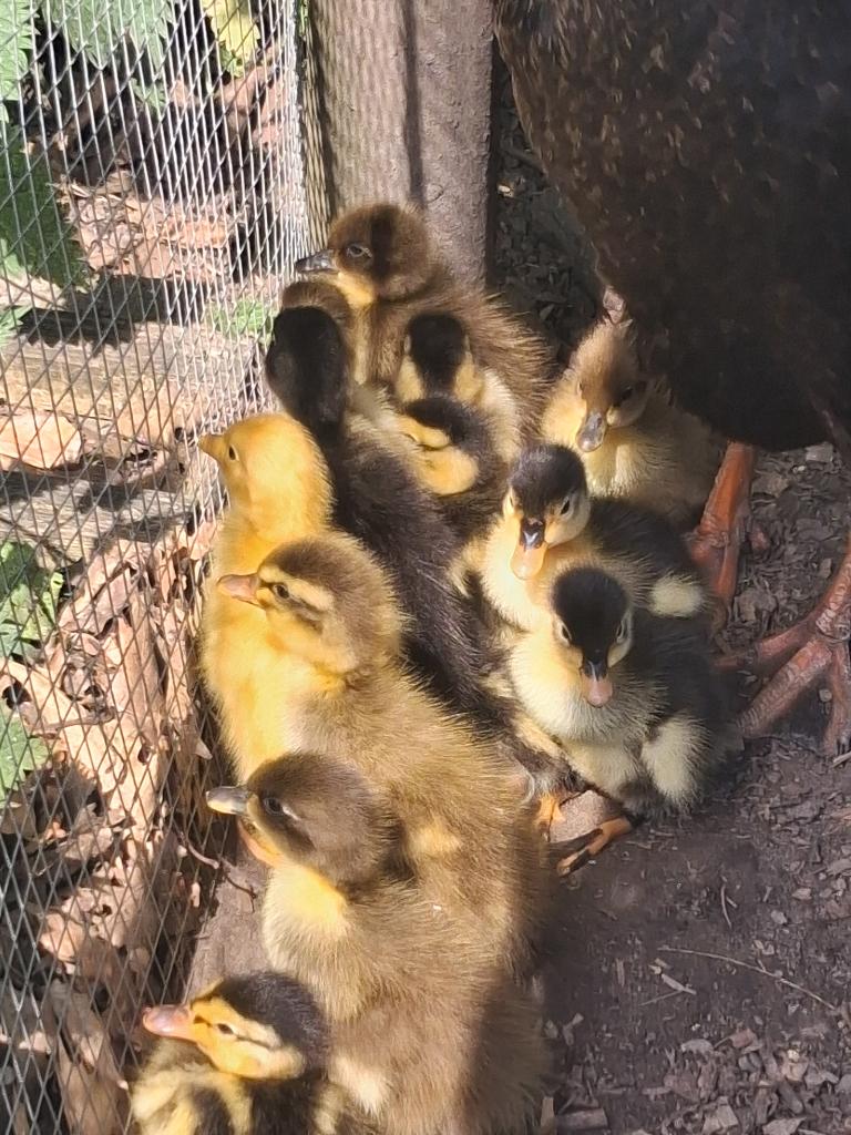 Loopeendjes natuurbroed, Dieren en Toebehoren, Pluimvee, Meerdere dieren, Eend