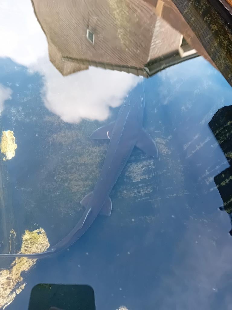 Prachtige baeri steuren, Dieren en Toebehoren, Vissen | Vijvervissen, Steur