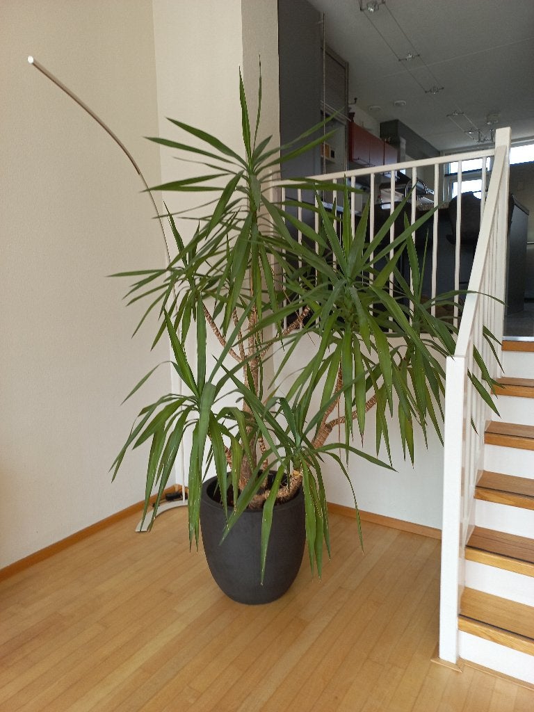 Yucca met zwarte kunststof pot, Huis en Inrichting, Kamerplanten, Ophalen, 200 cm of meer, In pot, Yucca
