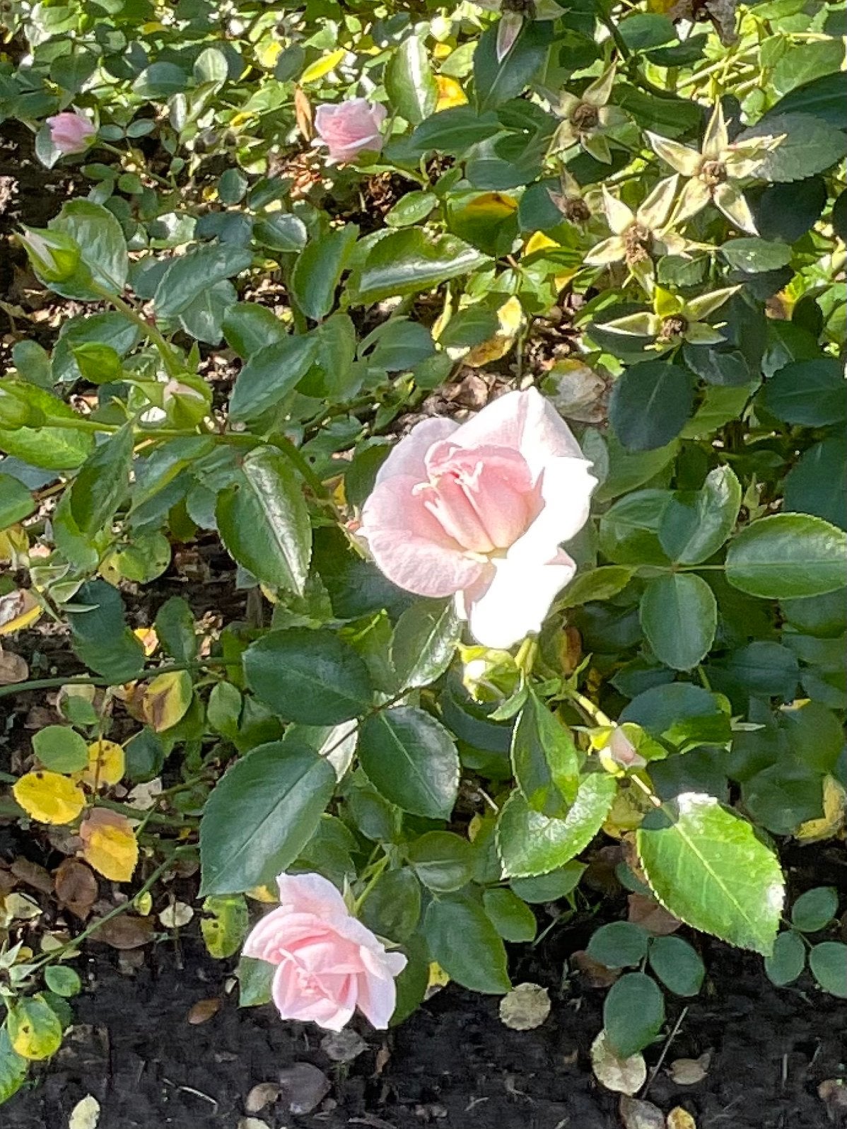 27 stuks rosa asperin rose zacht roze/wit, Ophalen, Overige soorten, Struik, Minder dan 100 cm